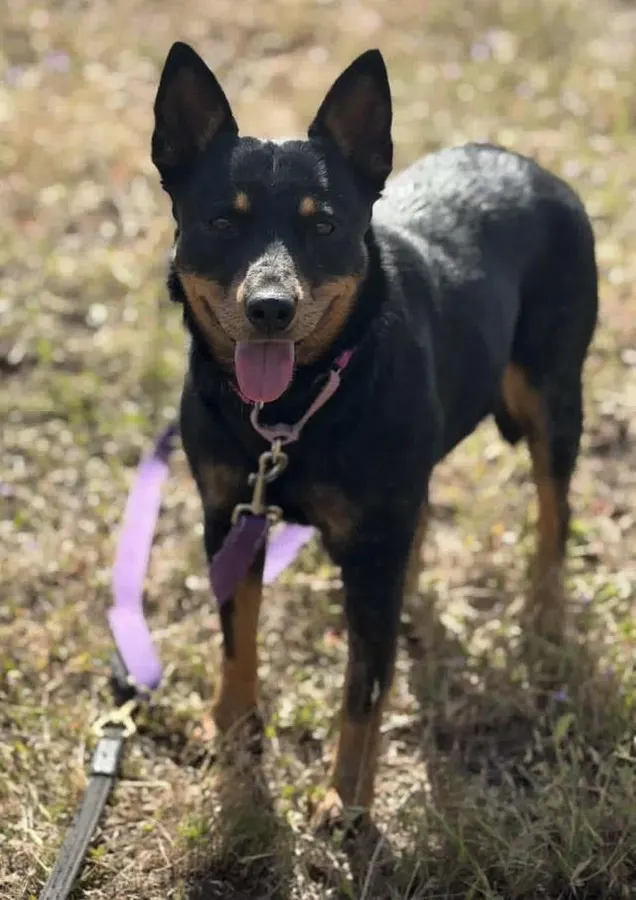 Rosie