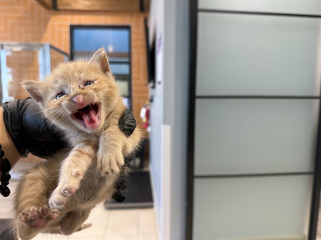 The Tickle Monster