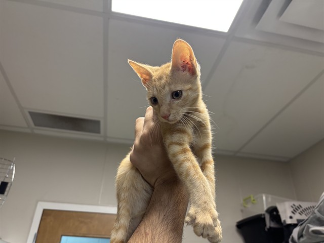 Gato