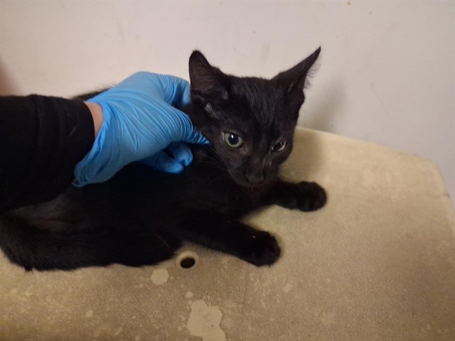 Adoptable Cat