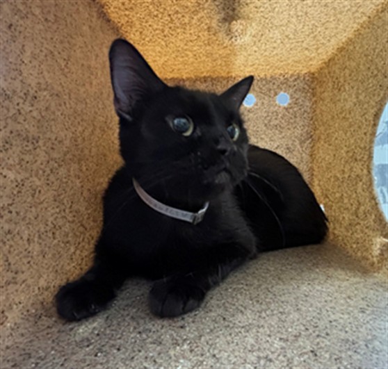 Salem