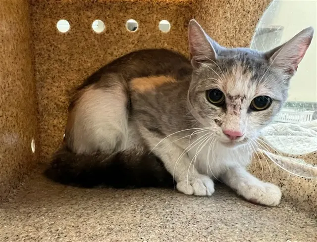 Momma Kitty