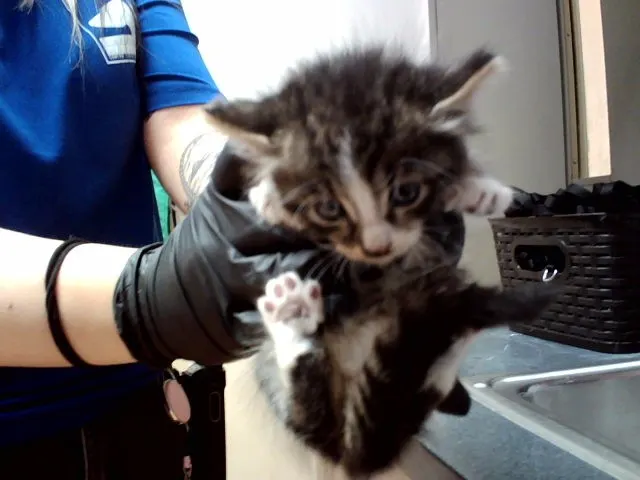 Adoptable Cat