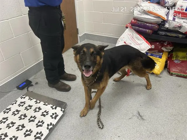 Adoptable Dog