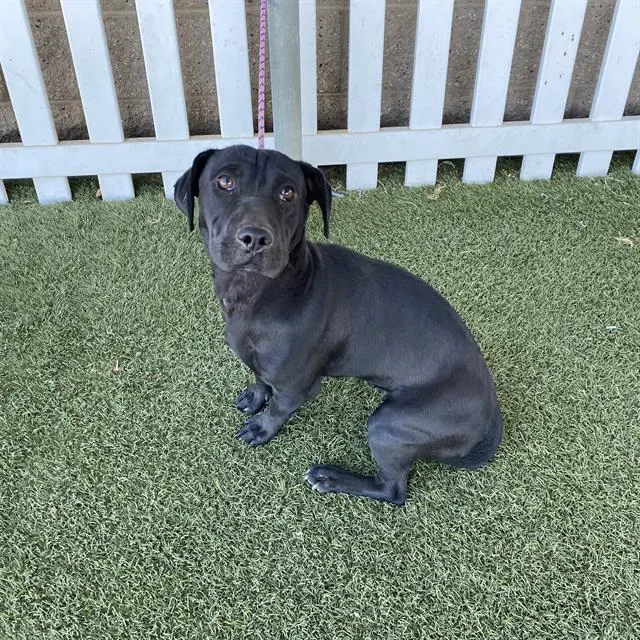 Adoptable Dog