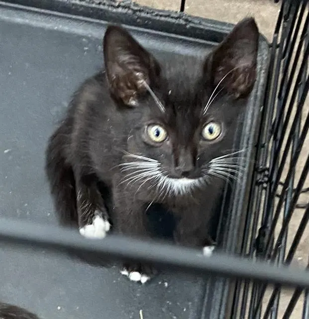 Oreo