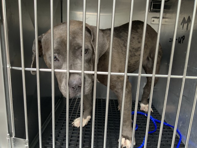 Adoptable Dog
