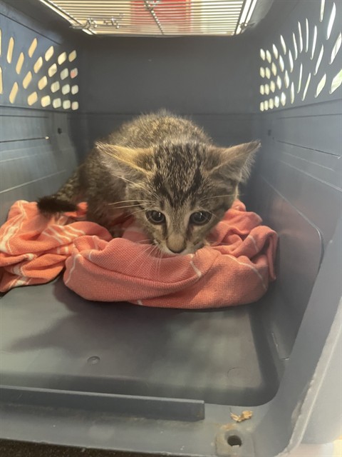 Adoptable Cat