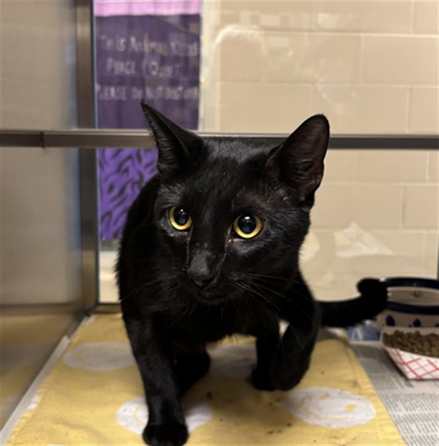 Adoptable Cat