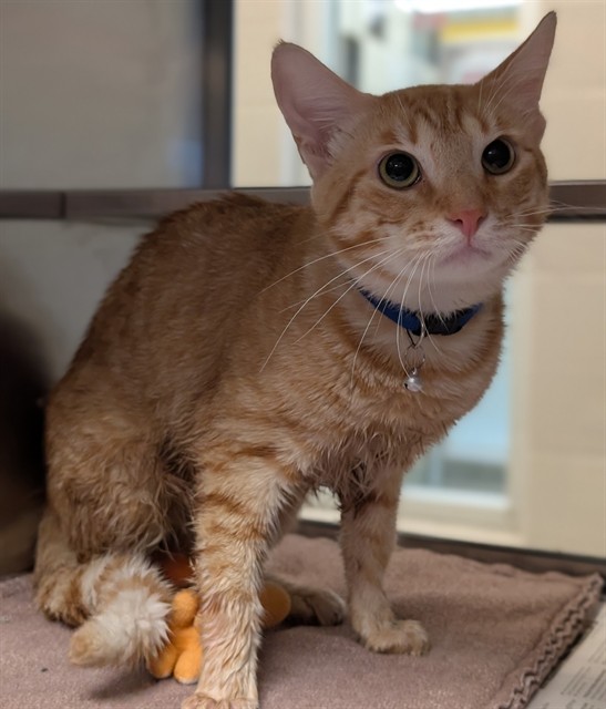 Adoptable Cat