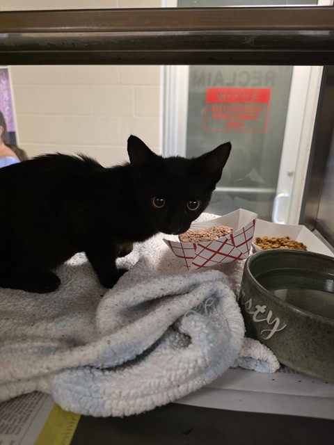 Adoptable Cat