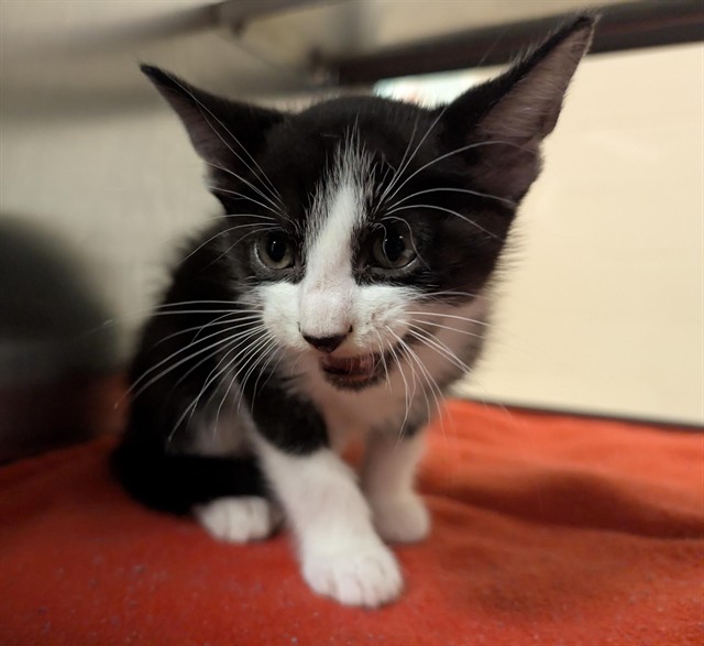 Adoptable Cat