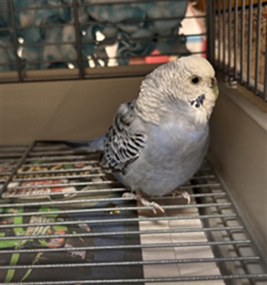 Tweety