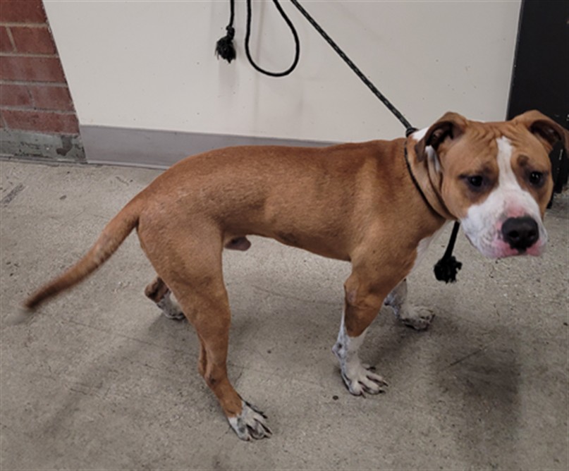 Canelo