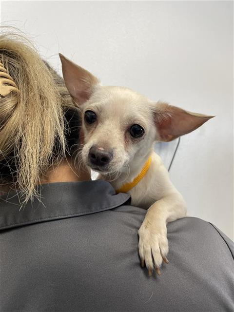 Adoptable Dog