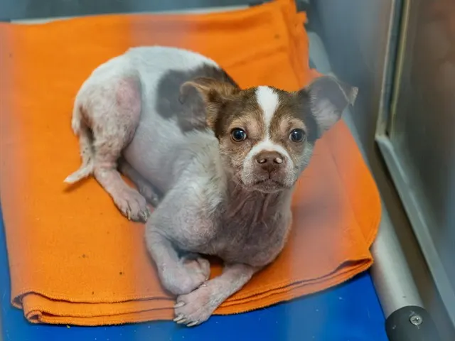 Adoptable Dog