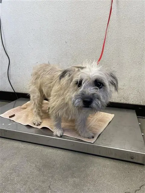 Adoptable Dog