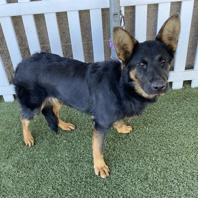 Adoptable Dog