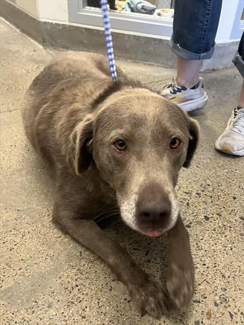 Adoptable Dog