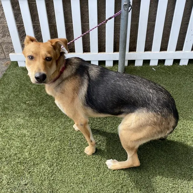 Adoptable Dog