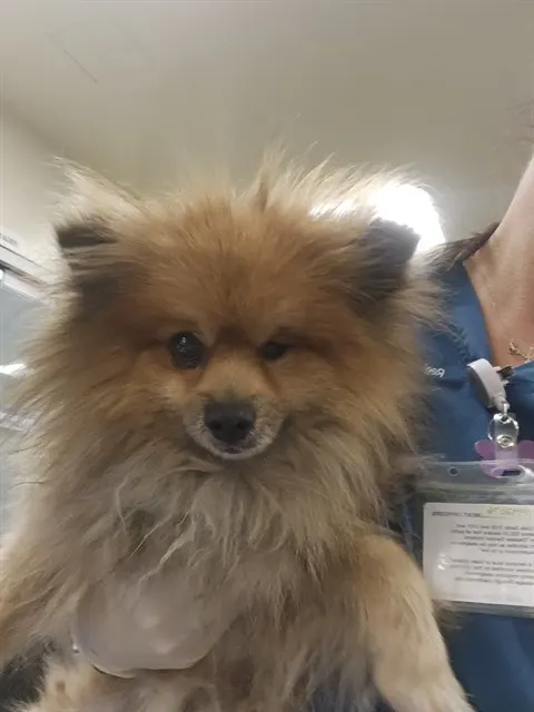 Emilio