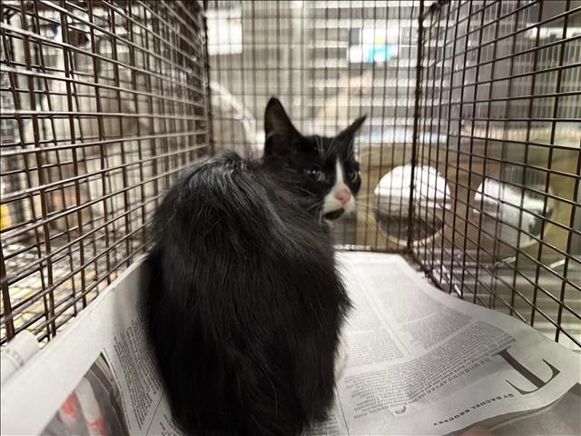 Adoptable Cat