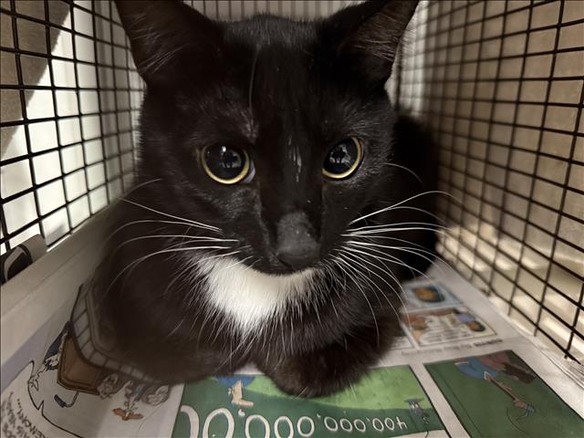 Adoptable Cat