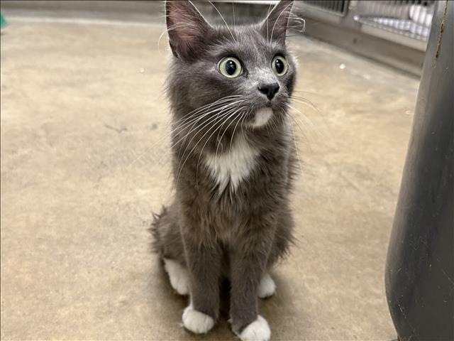Adoptable Cat