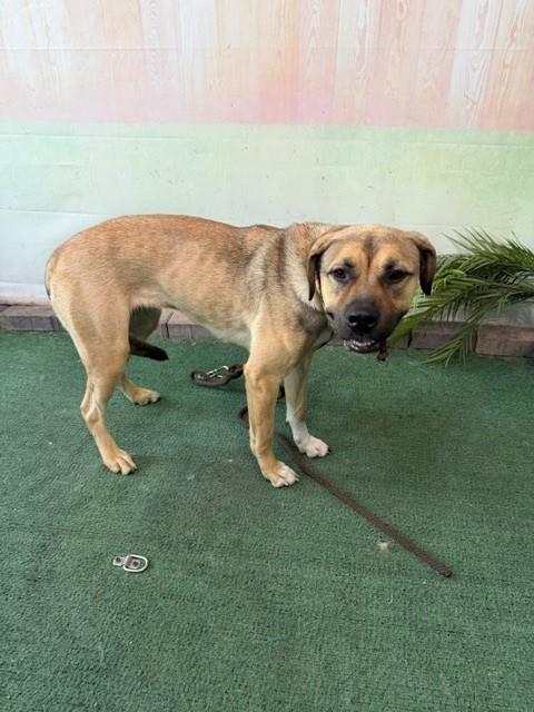 Adoptable Dog