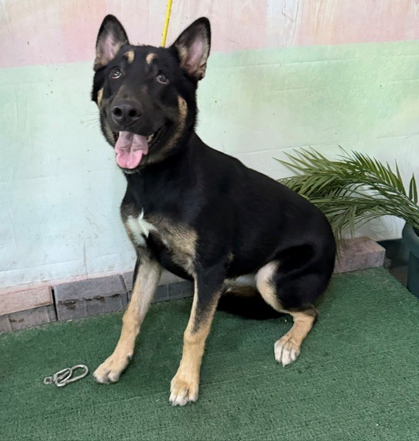 Adoptable Dog