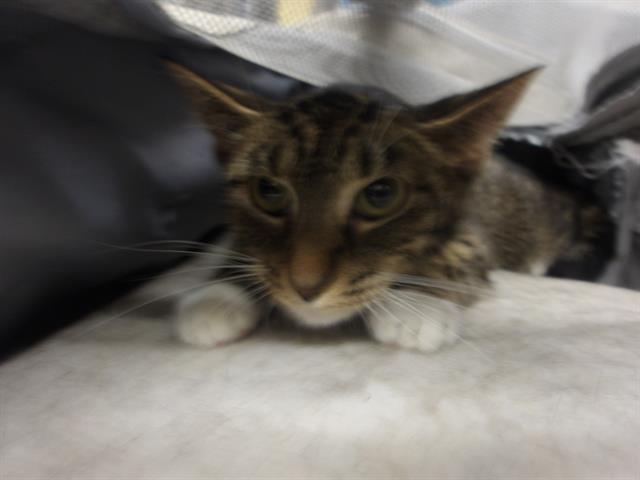 Adoptable Cat