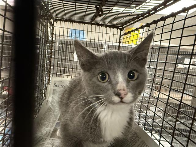 Adoptable Cat