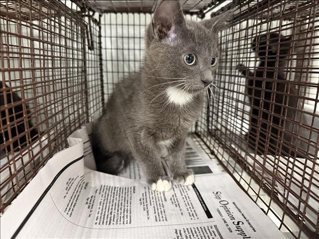 Adoptable Cat