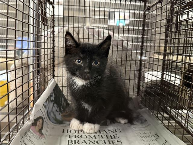 Adoptable Cat