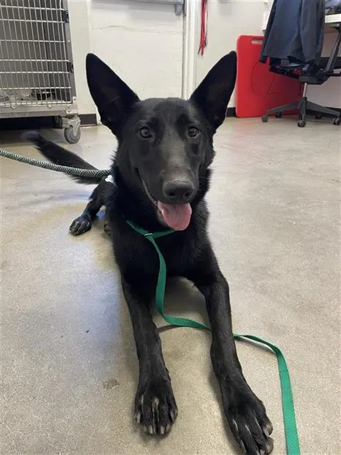 Adoptable Dog