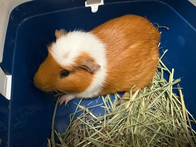 Mateo