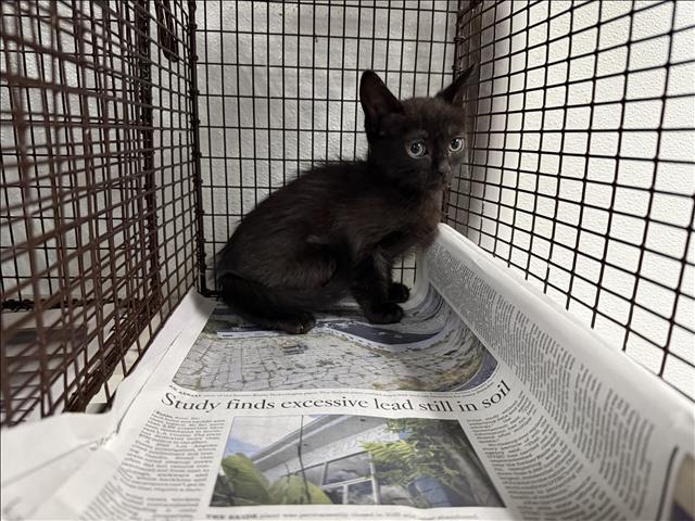 Adoptable Cat