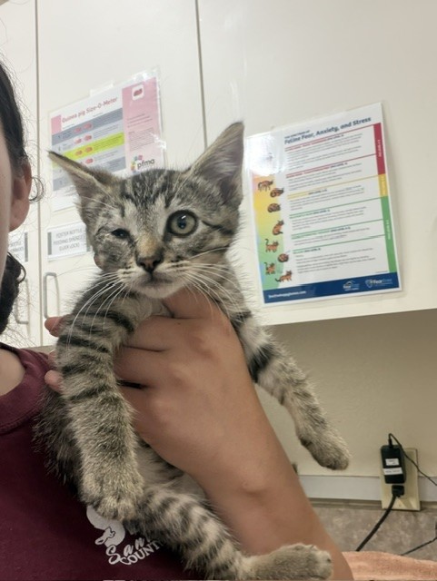 Adoptable Cat
