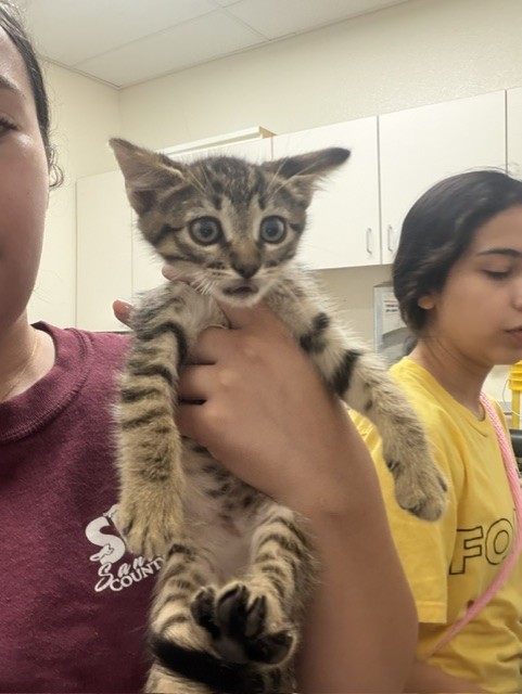 Adoptable Cat