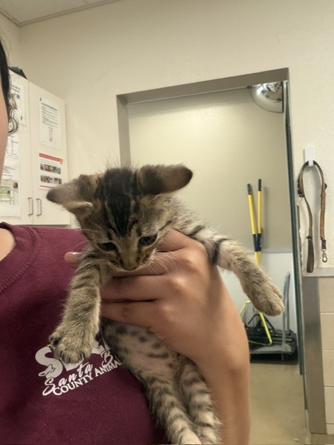 Adoptable Cat