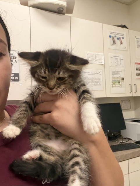 Adoptable Cat