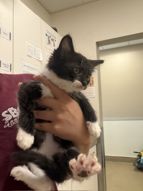 Adoptable Cat