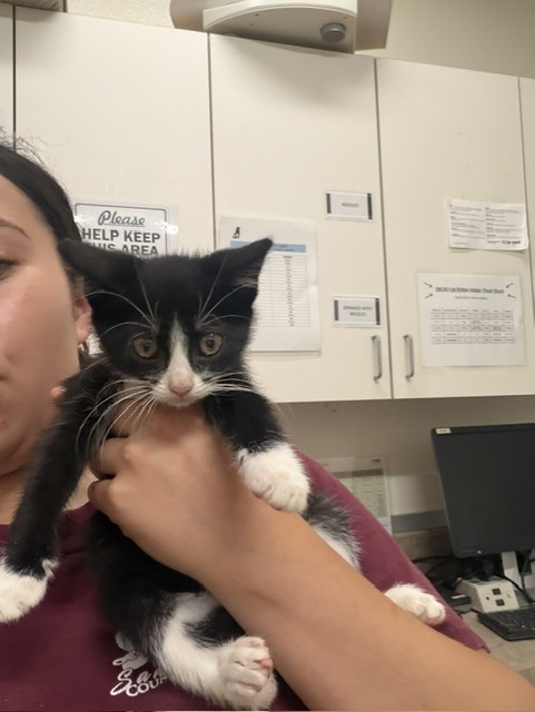 Adoptable Cat
