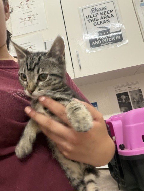 Adoptable Cat