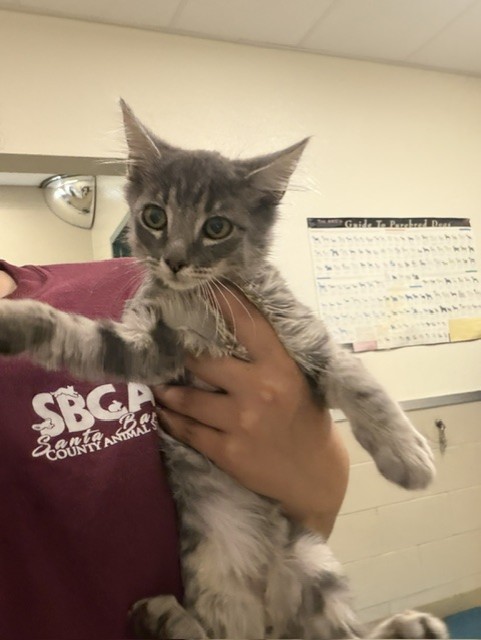 Adoptable Cat