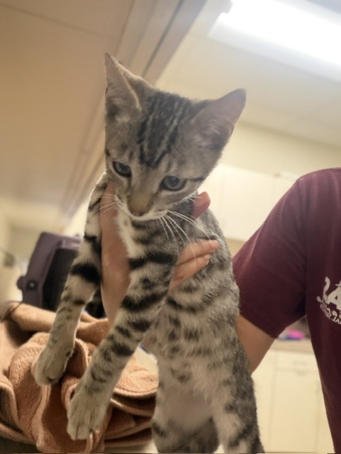 Adoptable Cat