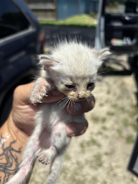 Adoptable Cat