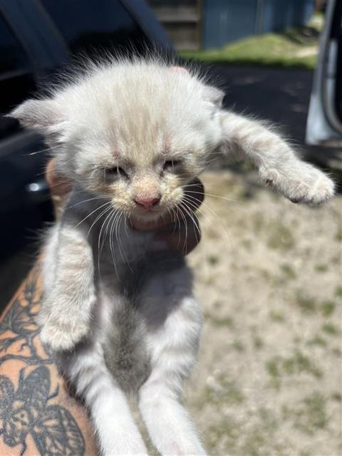 Adoptable Cat