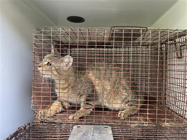 Adoptable Cat