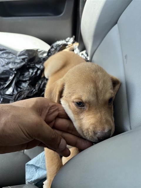 Adoptable Dog